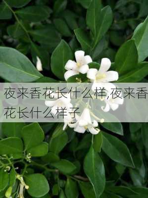 夜来香花长什么样,夜来香花长什么样子