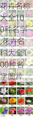 花卉名称大全100种名字,花卉名称大全100种名字图片