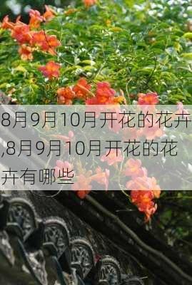 8月9月10月开花的花卉,8月9月10月开花的花卉有哪些