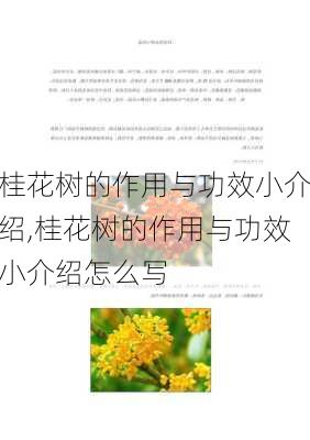 桂花树的作用与功效小介绍,桂花树的作用与功效小介绍怎么写