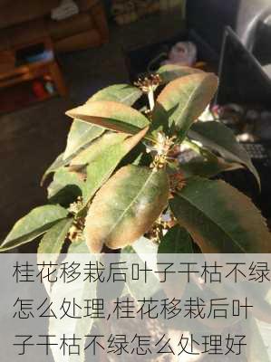 桂花移栽后叶子干枯不绿怎么处理,桂花移栽后叶子干枯不绿怎么处理好