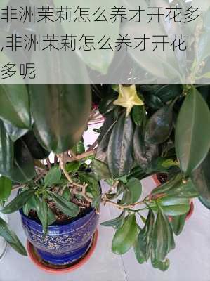 非洲茉莉怎么养才开花多,非洲茉莉怎么养才开花多呢