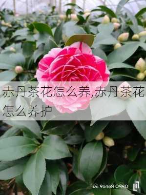 赤丹茶花怎么养,赤丹茶花怎么养护