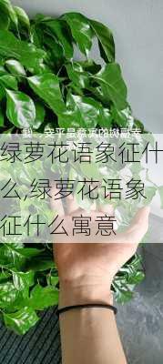 绿萝花语象征什么,绿萝花语象征什么寓意