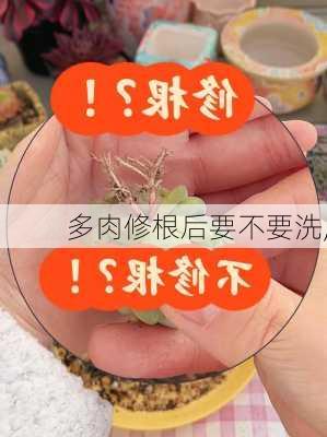 多肉修根后要不要洗,