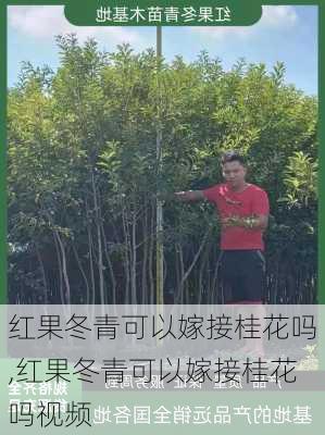 红果冬青可以嫁接桂花吗,红果冬青可以嫁接桂花吗视频