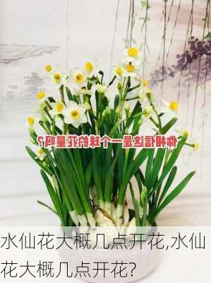 水仙花大概几点开花,水仙花大概几点开花?