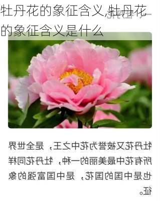 牡丹花的象征含义,牡丹花的象征含义是什么