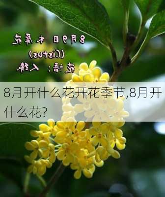 8月开什么花开花季节,8月开什么花?