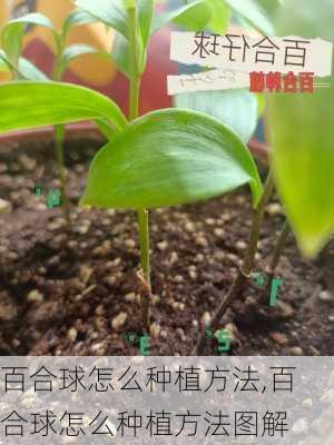 百合球怎么种植方法,百合球怎么种植方法图解