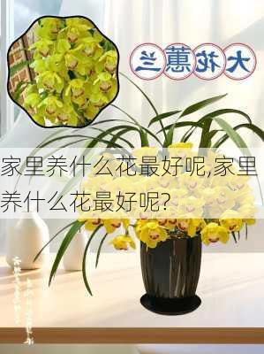 家里养什么花最好呢,家里养什么花最好呢?