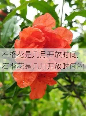 石榴花是几月开放时间,石榴花是几月开放时间的