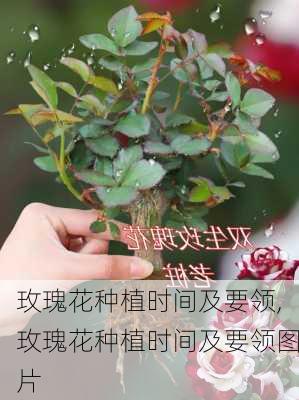 玫瑰花种植时间及要领,玫瑰花种植时间及要领图片