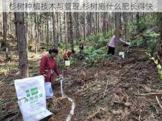 杉树种植技术与管理,杉树施什么肥长得快