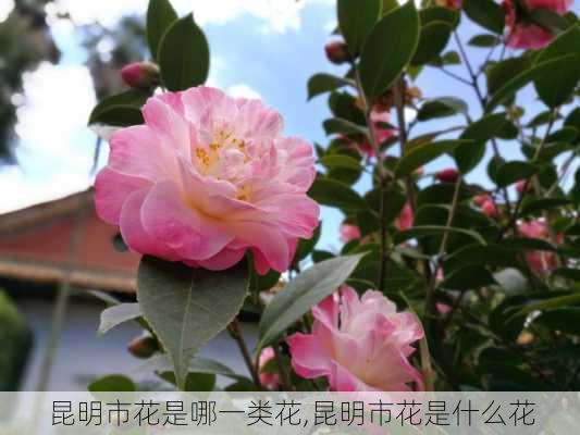 昆明市花是哪一类花,昆明市花是什么花