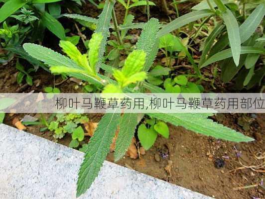 柳叶马鞭草药用,柳叶马鞭草药用部位