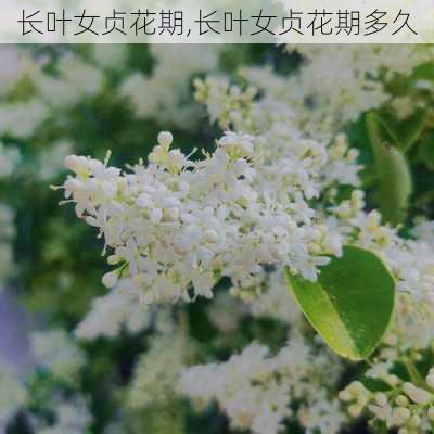 长叶女贞花期,长叶女贞花期多久