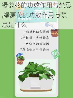 绿萝花的功效作用与禁忌,绿萝花的功效作用与禁忌是什么