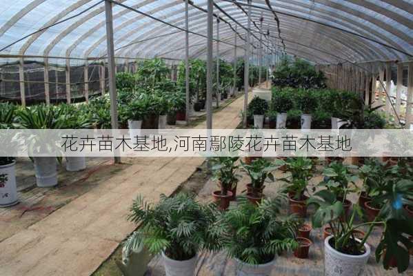 花卉苗木基地,河南鄢陵花卉苗木基地