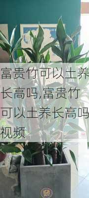 富贵竹可以土养长高吗,富贵竹可以土养长高吗视频