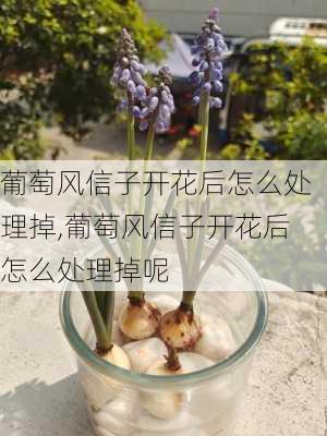 葡萄风信子开花后怎么处理掉,葡萄风信子开花后怎么处理掉呢