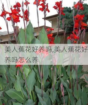 美人蕉花好养吗,美人蕉花好养吗怎么养