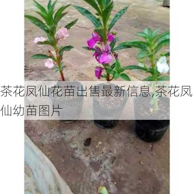 茶花凤仙花苗出售最新信息,茶花凤仙幼苗图片