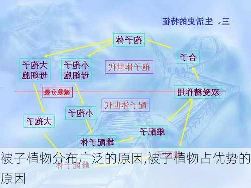 被子植物分布广泛的原因,被子植物占优势的原因