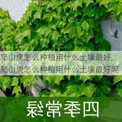 爬山虎怎么种植用什么土壤最好,爬山虎怎么种植用什么土壤最好呢