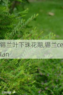 锡兰叶下珠花期,锡兰ceylan