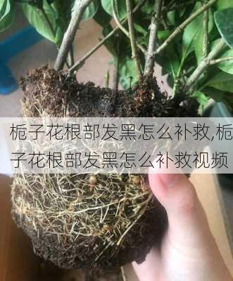 栀子花根部发黑怎么补救,栀子花根部发黑怎么补救视频