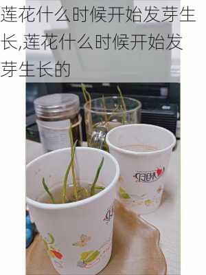 莲花什么时候开始发芽生长,莲花什么时候开始发芽生长的