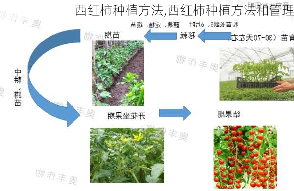 西红柿种植方法,西红柿种植方法和管理