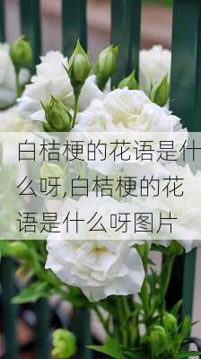 白桔梗的花语是什么呀,白桔梗的花语是什么呀图片