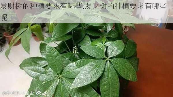 发财树的种植要求有哪些,发财树的种植要求有哪些呢