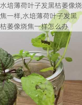 水培薄荷叶子发黑枯萎像烧焦一样,水培薄荷叶子发黑枯萎像烧焦一样怎么办