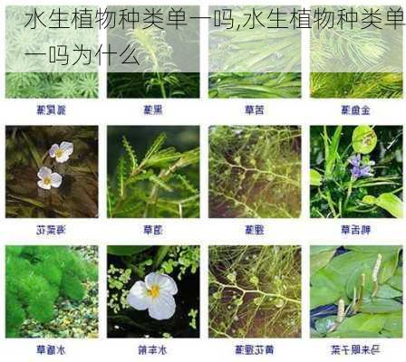 水生植物种类单一吗,水生植物种类单一吗为什么