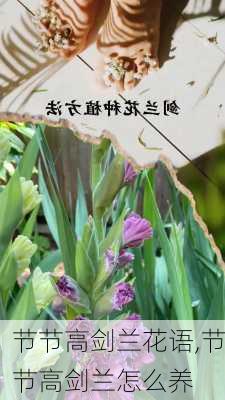 节节高剑兰花语,节节高剑兰怎么养