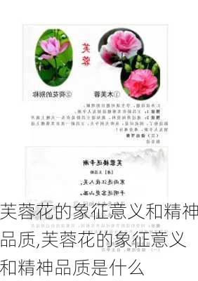 芙蓉花的象征意义和精神品质,芙蓉花的象征意义和精神品质是什么