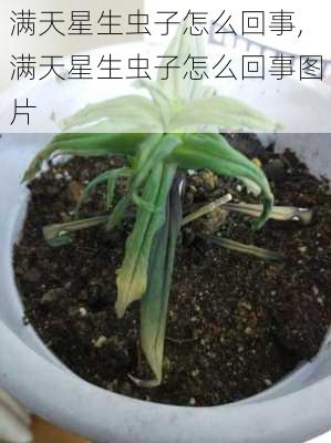 满天星生虫子怎么回事,满天星生虫子怎么回事图片