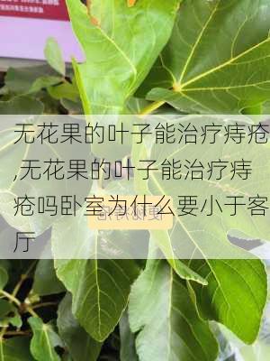 无花果的叶子能治疗痔疮,无花果的叶子能治疗痔疮吗卧室为什么要小于客厅