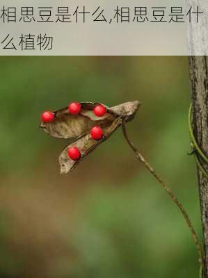 相思豆是什么,相思豆是什么植物