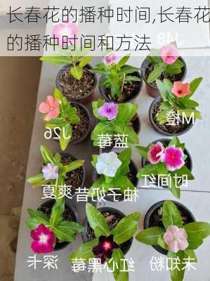 长春花的播种时间,长春花的播种时间和方法