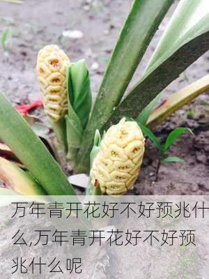 万年青开花好不好预兆什么,万年青开花好不好预兆什么呢