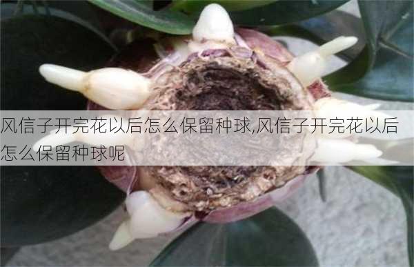 风信子开完花以后怎么保留种球,风信子开完花以后怎么保留种球呢