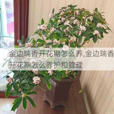 金边瑞香开花期怎么养,金边瑞香开花期怎么养护和管理