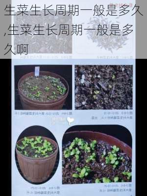 生菜生长周期一般是多久,生菜生长周期一般是多久啊