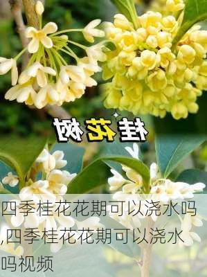 四季桂花花期可以浇水吗,四季桂花花期可以浇水吗视频