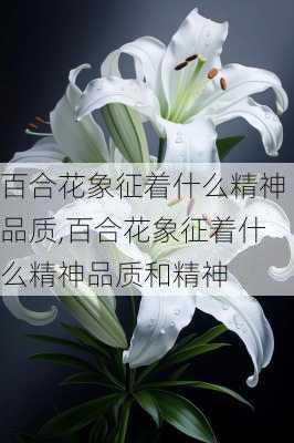 百合花象征着什么精神品质,百合花象征着什么精神品质和精神