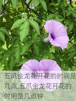 五爪金龙花开花的时间是几点,五爪金龙花开花的时间是几点钟